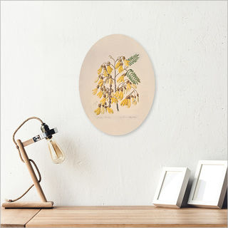 Ply Oval: Sarah Featon-Kowhai