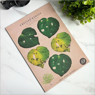Pop-Out: Kawakawa Leaves Set